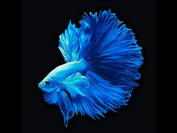 Hình Ảnh Cá Betta Rồng: Khám Phá Loài Cá Cảnh Đẹp Nhất Thế Giới