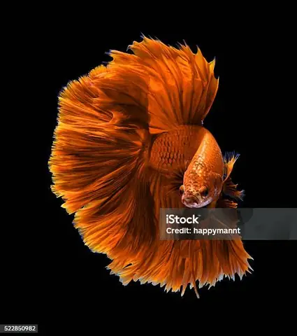 Hình Ảnh Cá Betta Rồng: Khám Phá Loài Cá Cảnh Đẹp Nhất Thế Giới