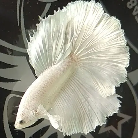 Hình Ảnh Cá Betta Rồng: Khám Phá Loài Cá Cảnh Đẹp Nhất Thế Giới