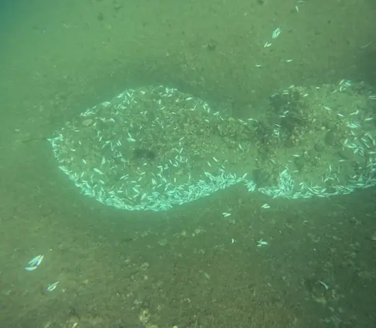 Cá Chết Trắng Đáy Biển