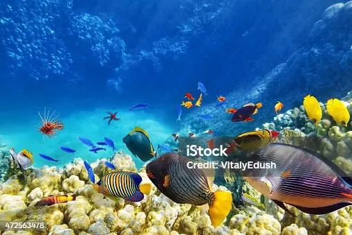 Hơn 1.300 Cá Bống Firefish Bức Ảnh Ảnh, Hình Chụp & Hình Ảnh Trả ...