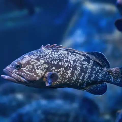 Hình Ảnh Cá Bống Mú!! Hình Ảnh Cá Bống Mú!!