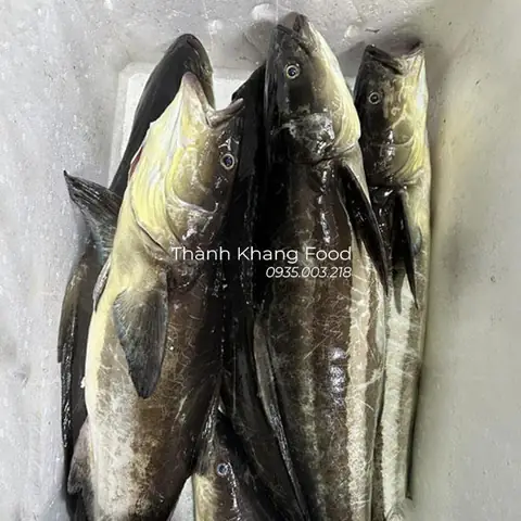 Bán Cá Bớp Biển Tươi Ngon Size Cá Từ 2kg -10kg Hơn