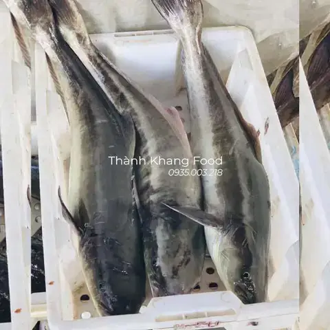 Môi Trường Sống Và Phân Bố Của Cá Bớp Biển