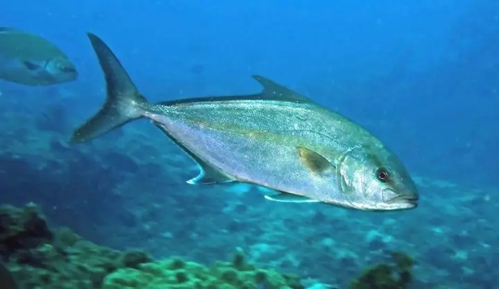 Cách Chọn Cá Cam Biển, Tươi Ngon, Không Bơm Hóa Chất Cách Chọn Cá Cam Biển, Tươi Ngon, Không Bơm Hóa Chất