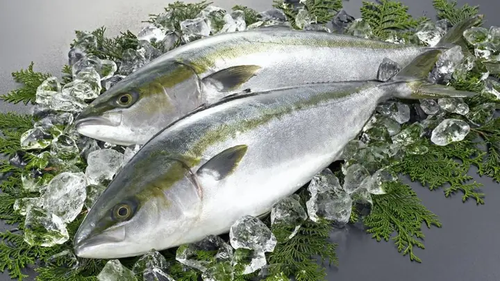 Cá Cam Là Cá Gì? Cá Cam Giá Bao Nhiêu 1kg, Có Mấy Loại Và Làm Món ... Cá Cam Là Cá Gì? Cá Cam Giá Bao Nhiêu 1kg, Có Mấy Loại Và Làm Món ...