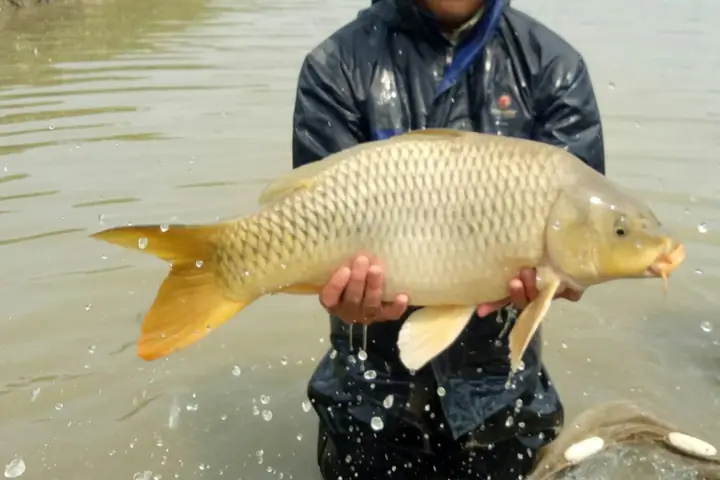 Ưu Điểm Vượt Trội Từ Cá Chép Lai