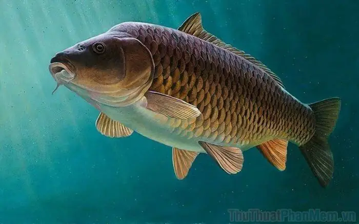 Những Hình Ảnh Tuyệt Đẹp Về Cá Chép - Biểu Tượng Của Sự May Mắn Và Thịnh Vượng.