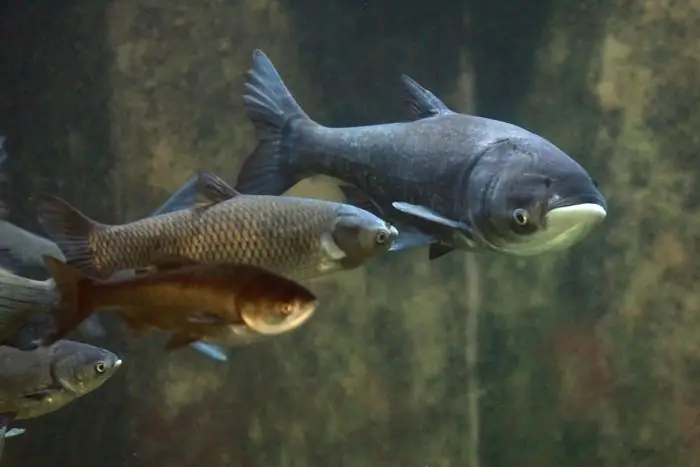 Những Hình Ảnh Tuyệt Đẹp Về Cá Chép - Biểu Tượng Của Sự May Mắn Và Thịnh Vượng.