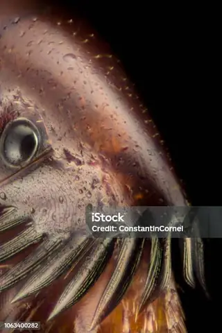 Hình Ảnh Cá Chét: Đặc Điểm, Ý Nghĩa Và Những Điều Cần Biết