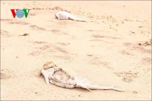 Hình Ảnh Cá Chết Formosa