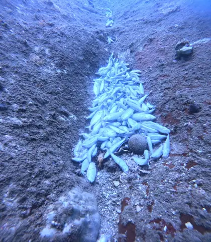 (nlđo) - Cơ Quan Chức Năng Tỉnh Khánh Hòa Xác Minh Tình Trạng Cá Chết Hàng Loạt Tại Khu Vực Hòn Bạc Có Phải Do Việc Đánh Cá Bằng Chất Nổ Hay Không.