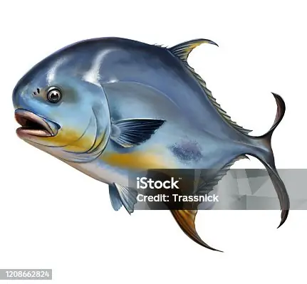 Hơn 60 Cá Chim Trắng Vây Vàng Bức Ảnh Ảnh, Hình Chụp & Hình ...