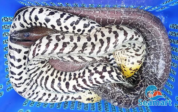 Hình Ảnh Cá Chình Biển