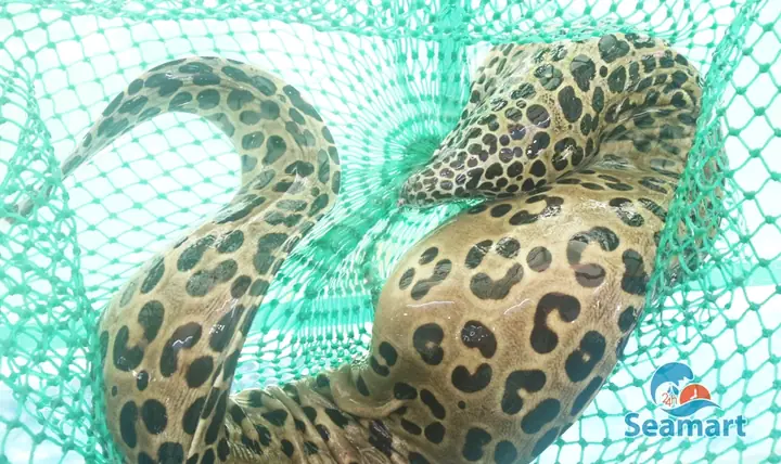 Vì Sao Nhiều Thực Khách Chọn Mua Cá Chình Biển?