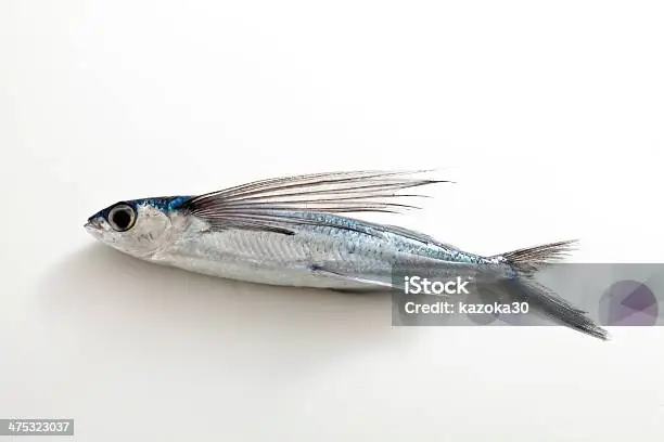 Hình Ảnh Cá Chuồn: Bí Mật Về Loài Cá Bay Giữa Đại Dương