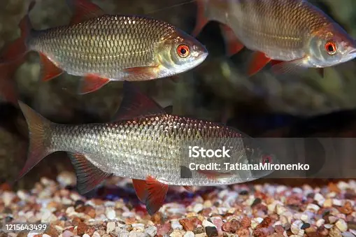 Hơn 660 Cá Dầy Ảnh, Hình Chụp & Hình Ảnh Trả Phí Bản Quyền Một ...