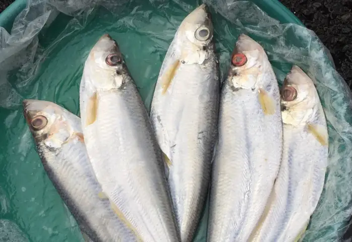 Loài Cá Quý Thịt Thơm Ngon Hảo Hạng, Hiếm Có Khó Tìm Được Liệt Vào ...