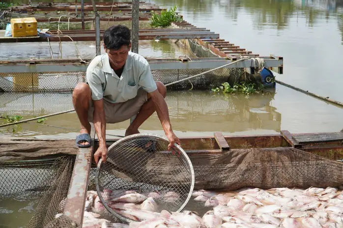 Hình Ảnh Cá Diêu Hồng Chết Trắng Trong Bè Trước Ngày Xuất Bán Ở ...