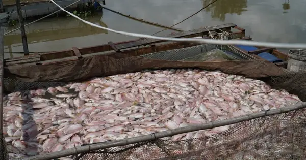 Hình Ảnh Cá Diêu Hồng Chết Trắng Trong Bè Trước Ngày Xuất Bán Ở ...