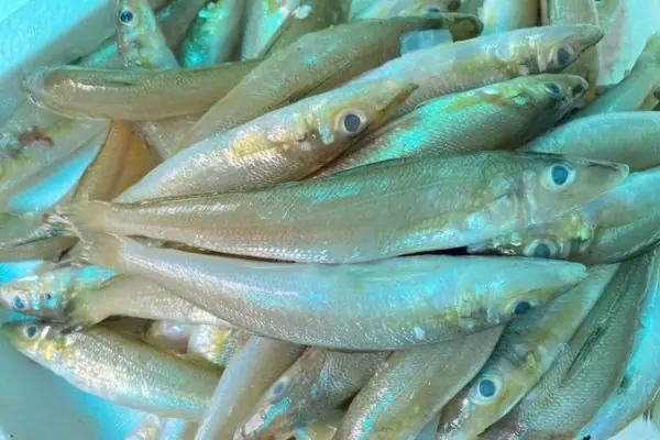 Cá Bống Đục – 27.500₫ | Làm Món Gì Ngon & Cách Bảo Quản