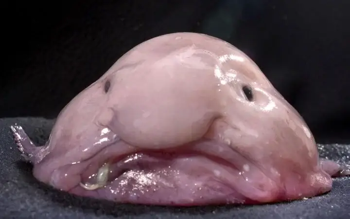 Cá Giọt Nước - Từ Danh Hiệu Xấu Xí Nhất Đến Cá Của Năm