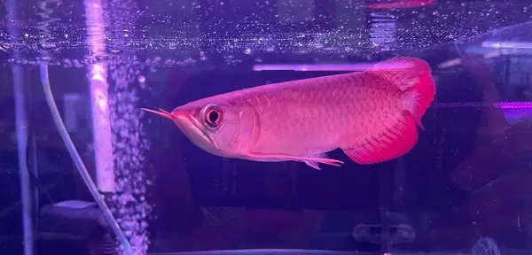 Cá Rồng Huyết Long Indo Size 20-22 ( Hình Thực Tế Tại ...