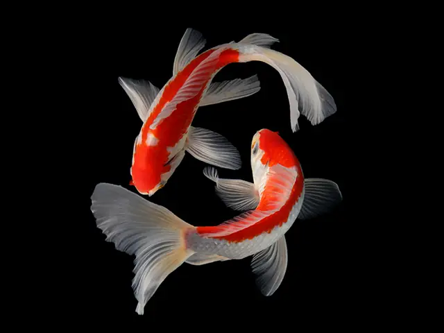 Cá Koi - Biểu Tượng Trong Văn Hóa Nhật Bản