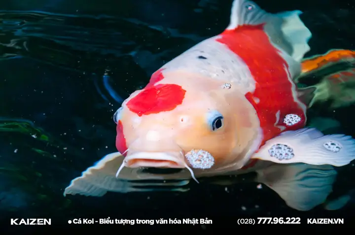 Hình Ảnh Cá Koi Nhật Bản