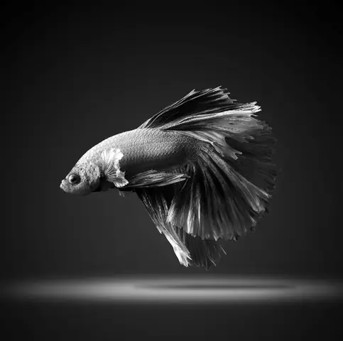 Vũ Điệu Rực Rỡ Của Loài Cá Lia Thia