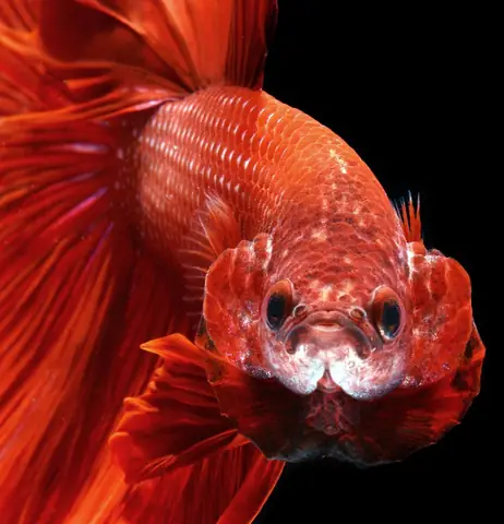 Vũ Điệu Rực Rỡ Của Loài Cá Lia Thia