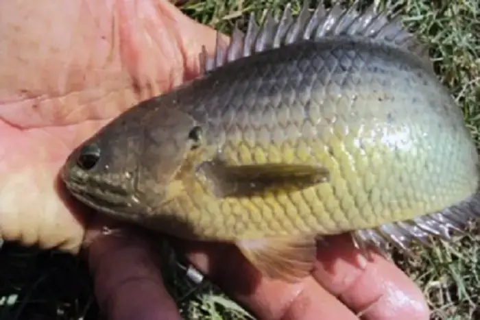 Màu Kim Loại Màu Kim Loại