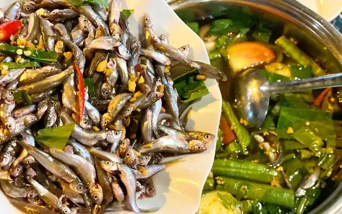 Hình Ảnh Cá Linh Bông Điên Điển: Bí Mật Về Loài Cá Di Cư Huyền Thoại Của Đồng Bằng Sông Cửu Long