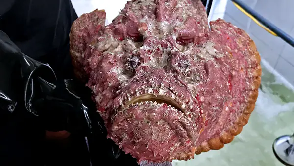 Hình Ảnh Cho Hình Ảnh Cá Mặt Quỷ: