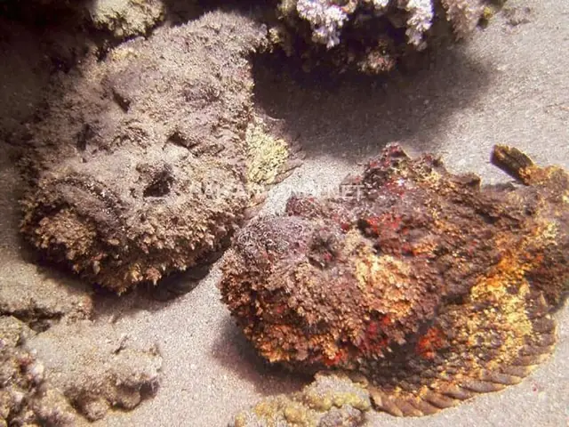 Hình Ảnh Cho Hình Ảnh Cá Mặt Quỷ: