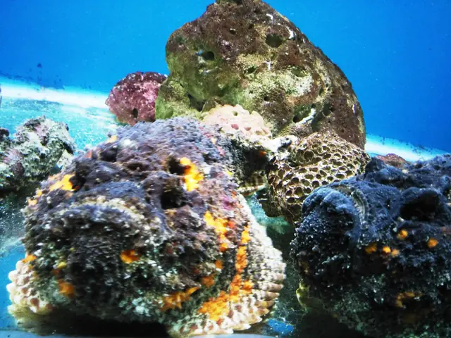 Hình Ảnh Cho Hình Ảnh Cá Mặt Quỷ: