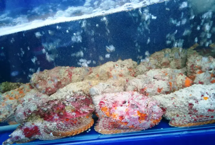 Hình Ảnh Cho Hình Ảnh Cá Mặt Quỷ: