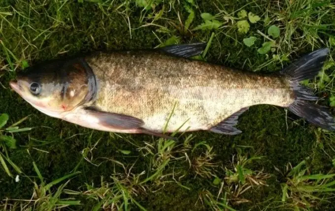 Hình Ảnh Cá Mè Hoa