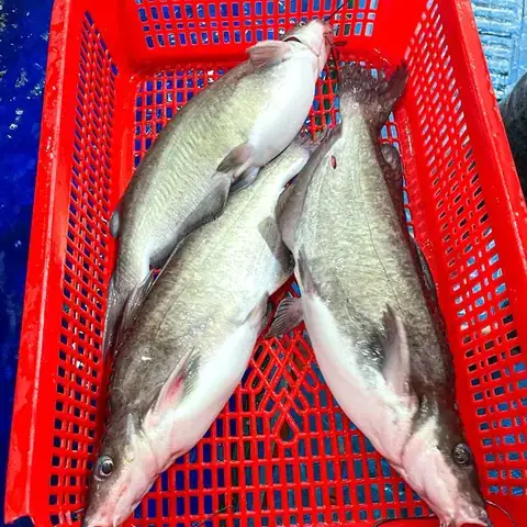 Khám Phá **hình Ảnh Cá Ngạnh Sông**: Đặc Điểm Và Môi Trường ...