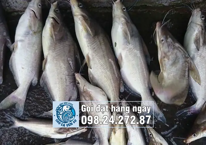 Giá Cá Ngạnh Sông Mới Nhất , Giá Sỉ Lẻ Rẻ Nhất Tại Hà Nội