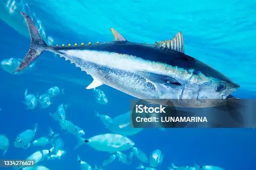 Hơn 30.600 Cá Ngừ Đại Dương Bức Ảnh Ảnh, Hình Chụp & Hình Ảnh ...