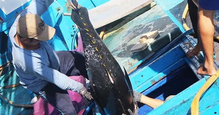 Hình Ảnh Cá Ngừ Đại Dương Hơn Nửa Tạ "ngập" Khoang Tàu Ngư Dân ...