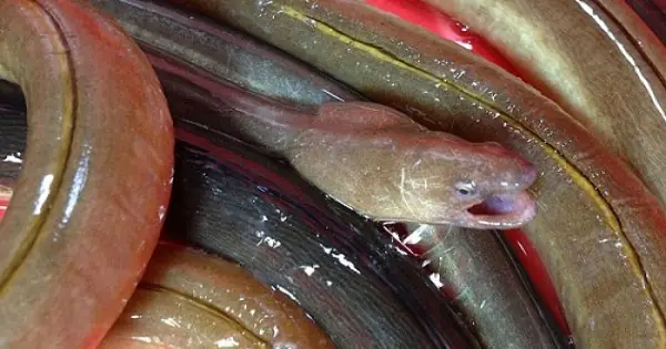 Một Số Hình Ảnh Về Loài Cá Nhệch