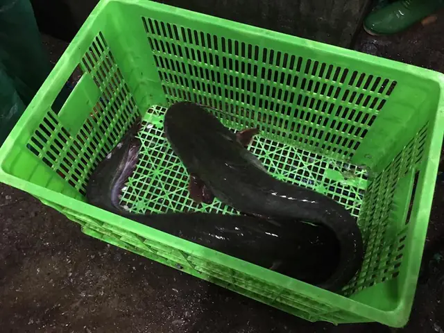 Cá Nheo, Cá Leo Là Gì? Giới Thiệu Về Họ Cá Nheo