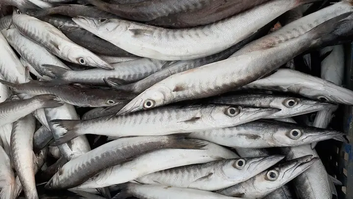 Cá Nhồng Là Cá Gì? Bao Nhiêu 1 Kg, Nơi Mua, Cách Chọn Và Làm Món ...