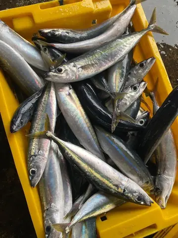 Cá Nục Suông Xanh - Bác Tôm & Farms