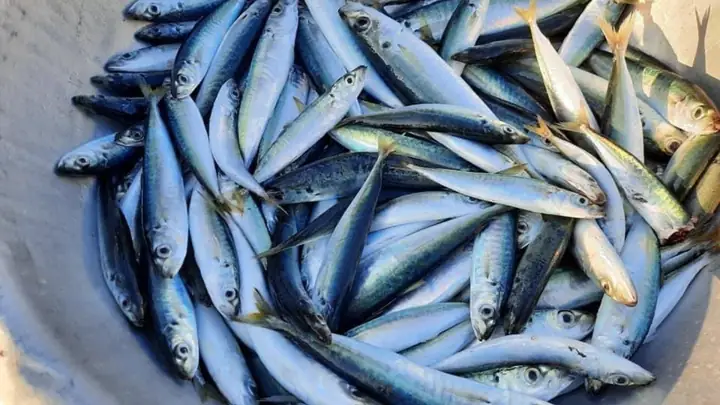 Hình Ảnh Cá Nục Tươi