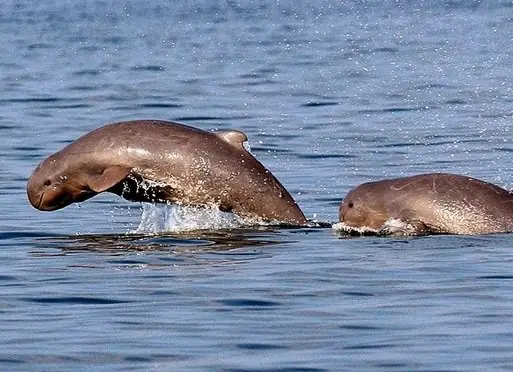 Cá Ông Nược - Huyền Thoại Vùng Sông Nước Miền Tây - Ivivu.com