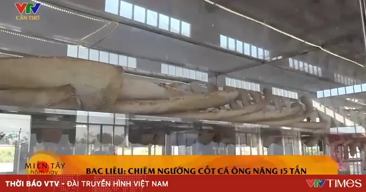 Chiêm Ngưỡng Cốt Cá Ông Nặng 15 Tấn