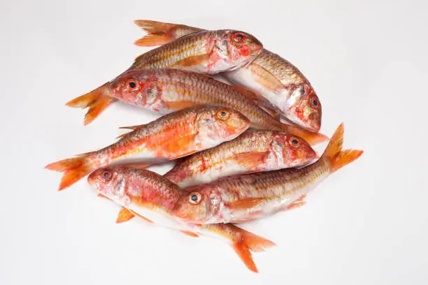 Hình Ảnh Cá Phèn: Đặc Điểm, Ý Nghĩa Và Những Điều Bạn Nên Biết